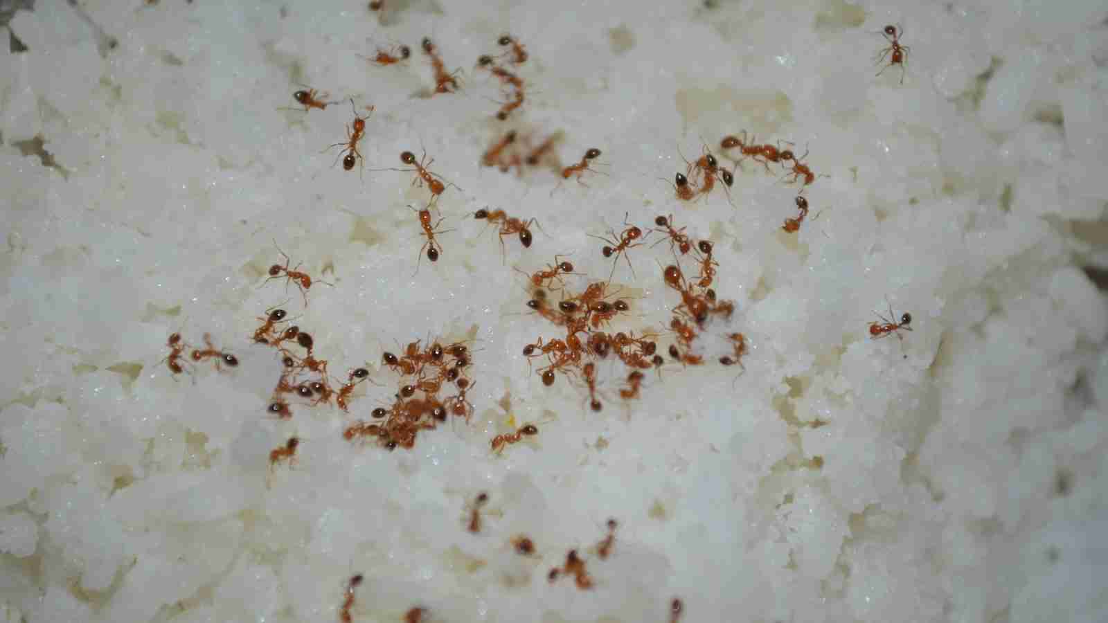 The Art of Automating Rice: A Look at Rice Processing Machinery 1 Exploring the Evolution of Rice Processing Machinery