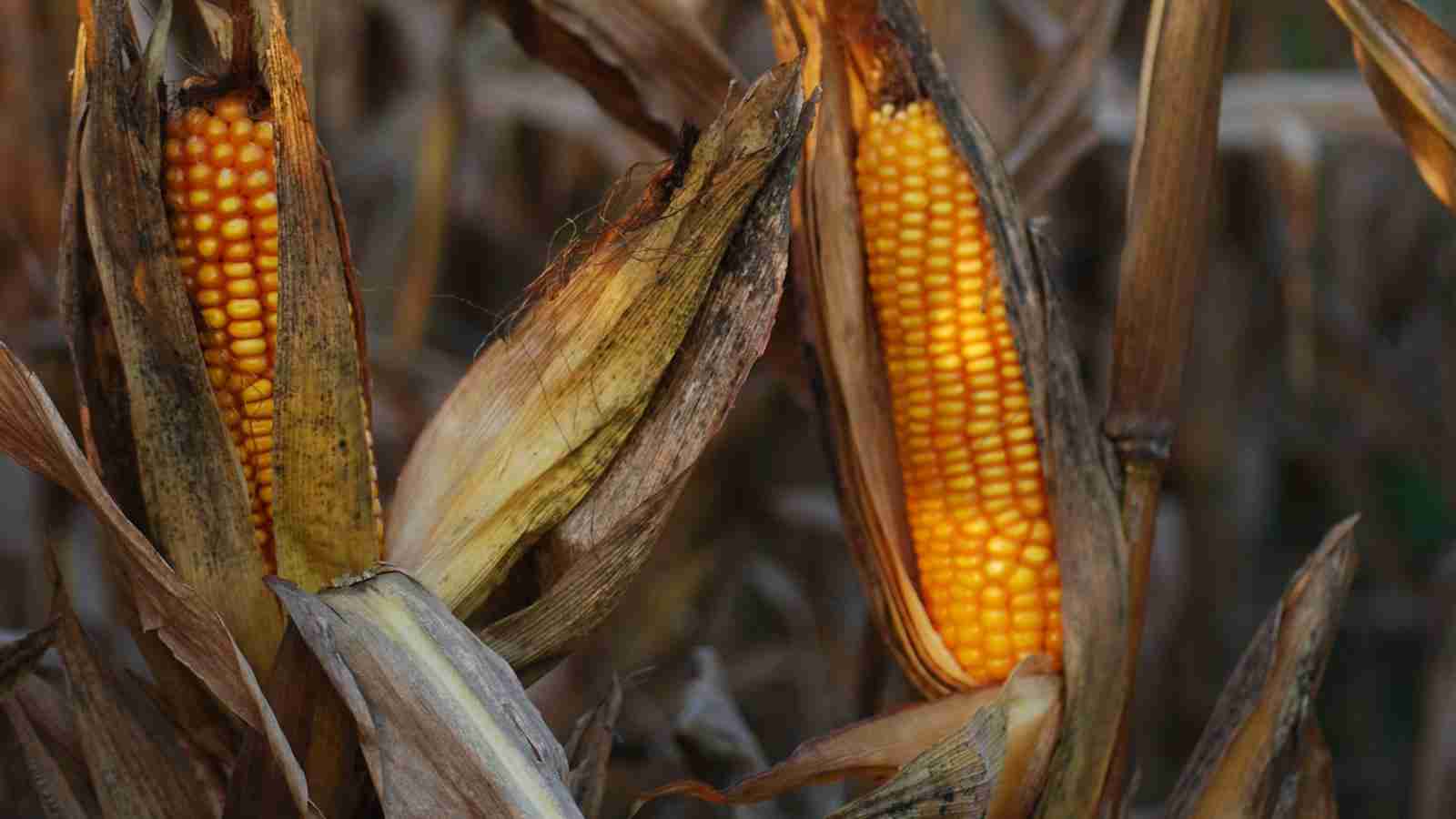 Unveiling the Magic of Corn Processing 1 Exploring the Fascinating Journey of Corn from Farm to Table