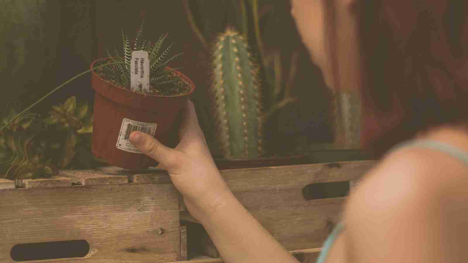 The Art of Maize Milling: From Kernel to Flour 4 Choosing the Right Equipment for Efficient Maize Milling