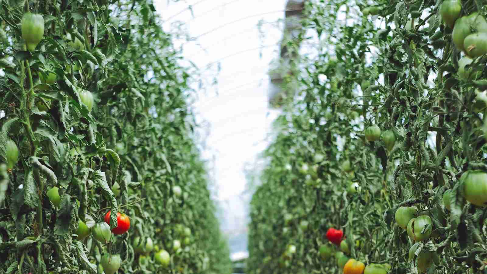 From Field to Bowl: The Intricate Art of Cereal Processing 2 From Farm to Silo: The Harvesting and Storage Process