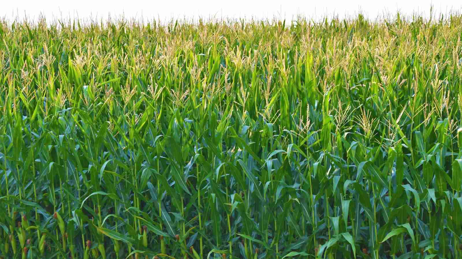 The Art of Corn Processing: From Kernel to Table 1 Exploring the Many Uses of Corn: Diverse Applications in Food and Industry