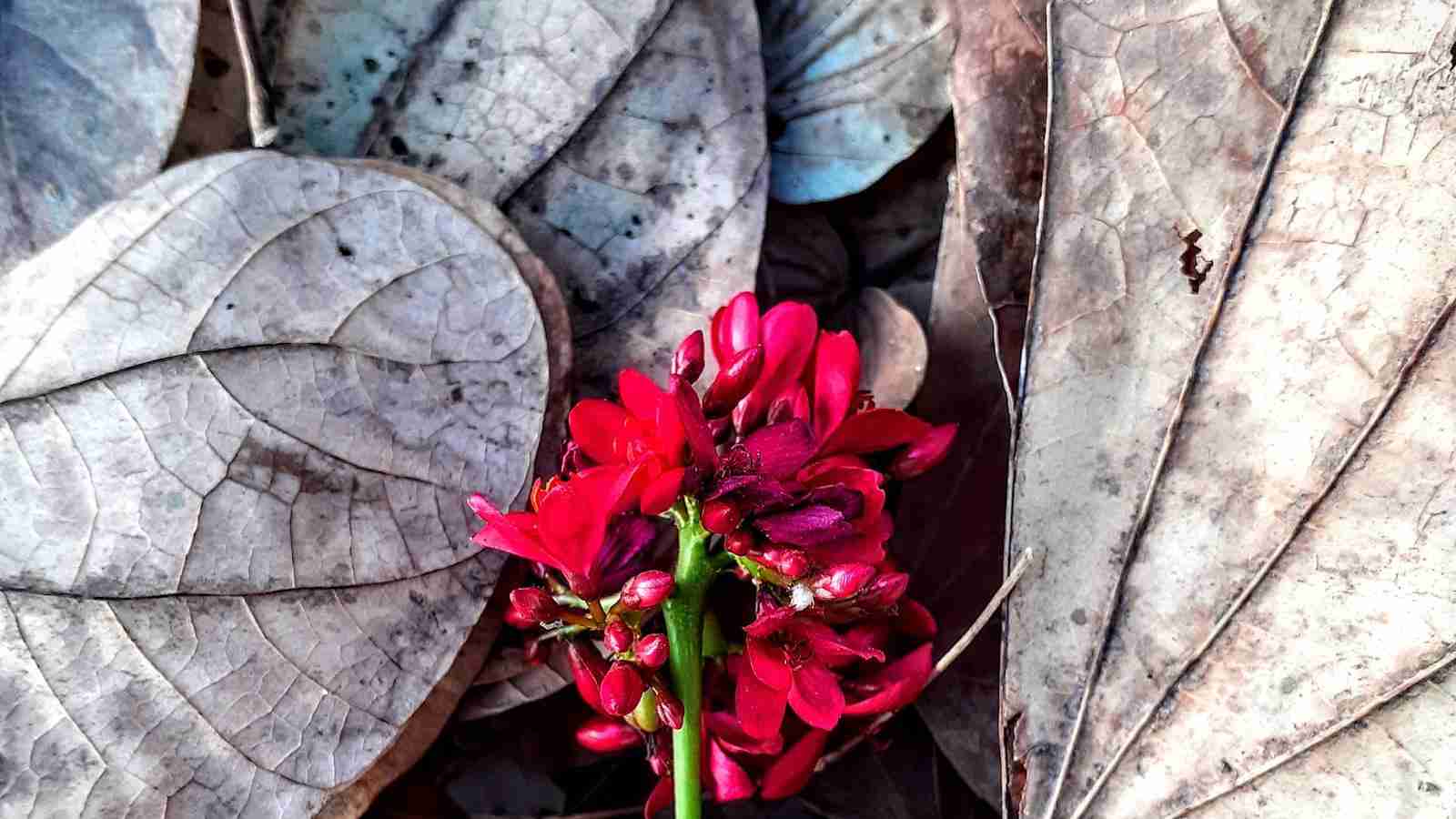 The Magic of Mini Rice Polishers 2 Enhancing the Quality of Rice with Mini Polishers