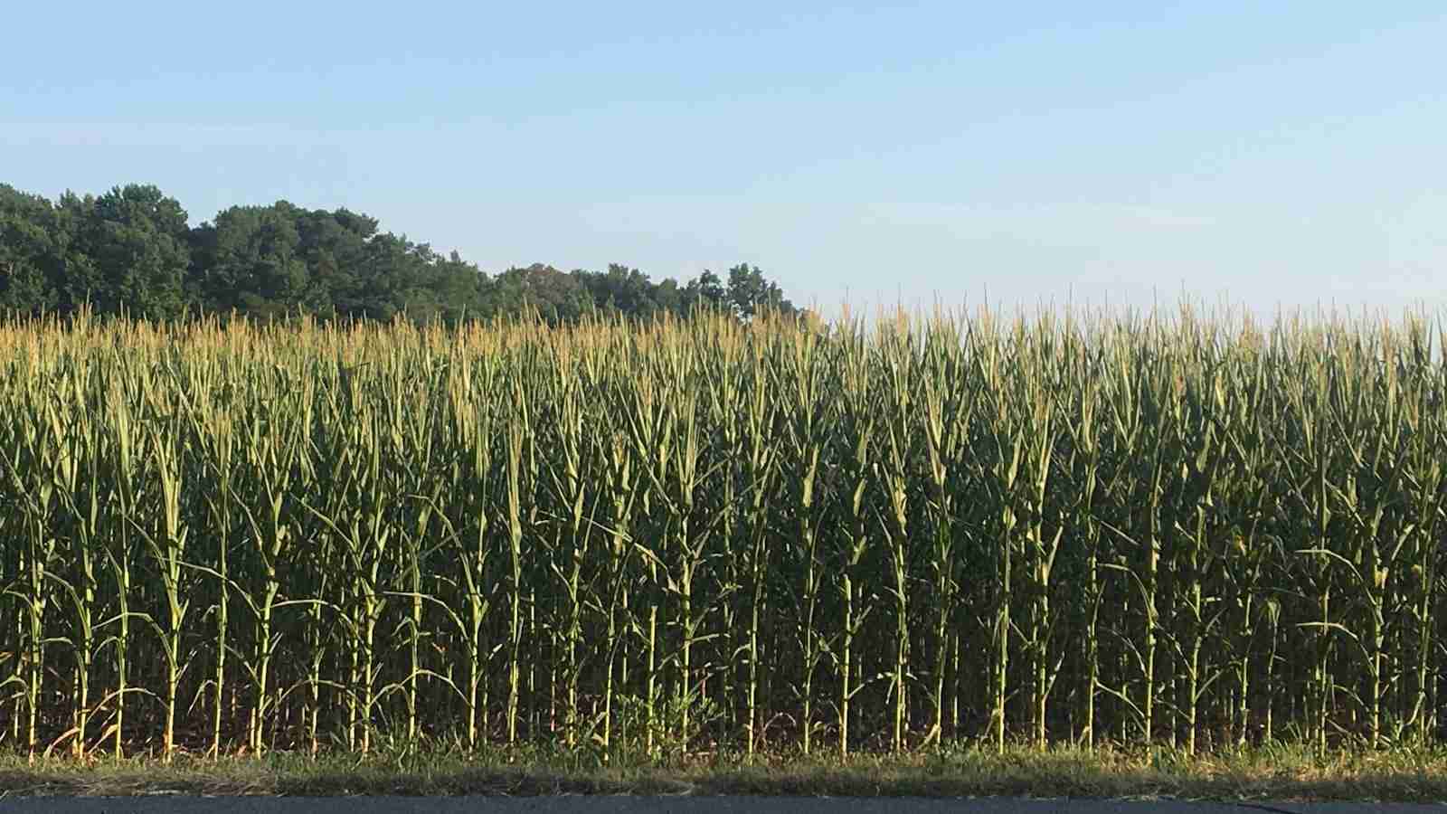 The Art of Corn Processing: Unlocking the Potential 1 Unleashing the Versatility of Corn: Exploring Different Processing Techniques