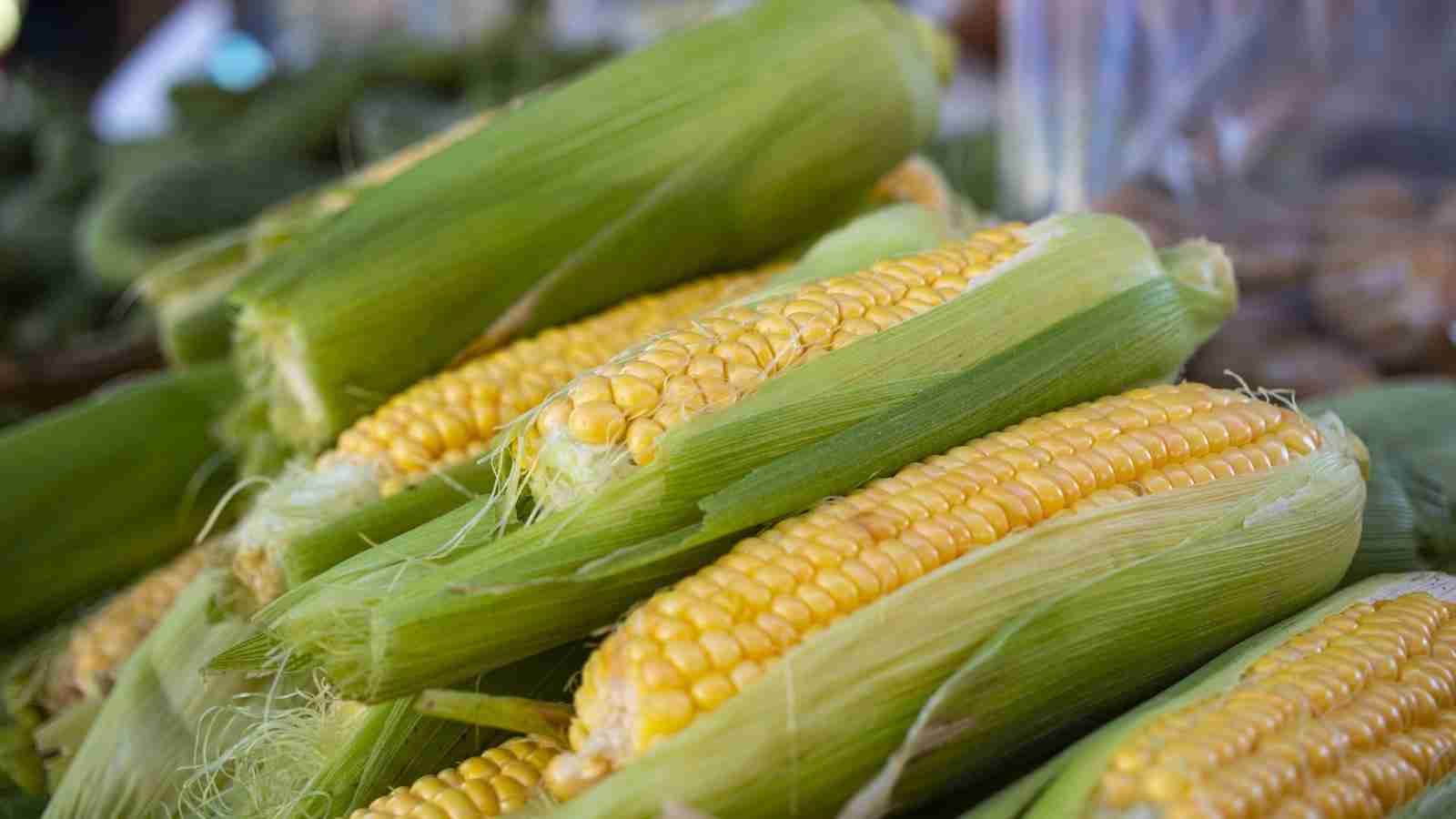 From Kernel to Table: The Journey of Corn Processing 3 The Industrial Methods of Corn Processing
