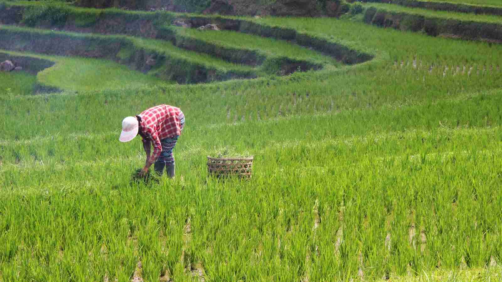 The Art of Automating Rice: A Look at Rice Processing Machinery 3 Key Features to Consider When Investing in Rice Processing Machinery