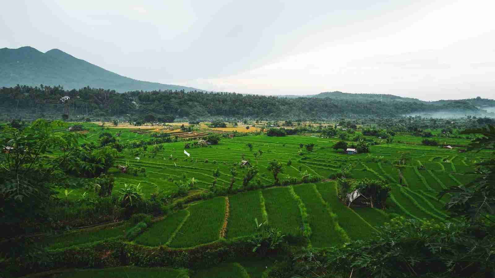 Unveiling the Inner Workings of a Rice Mill 1 Introduction to Rice Milling Process