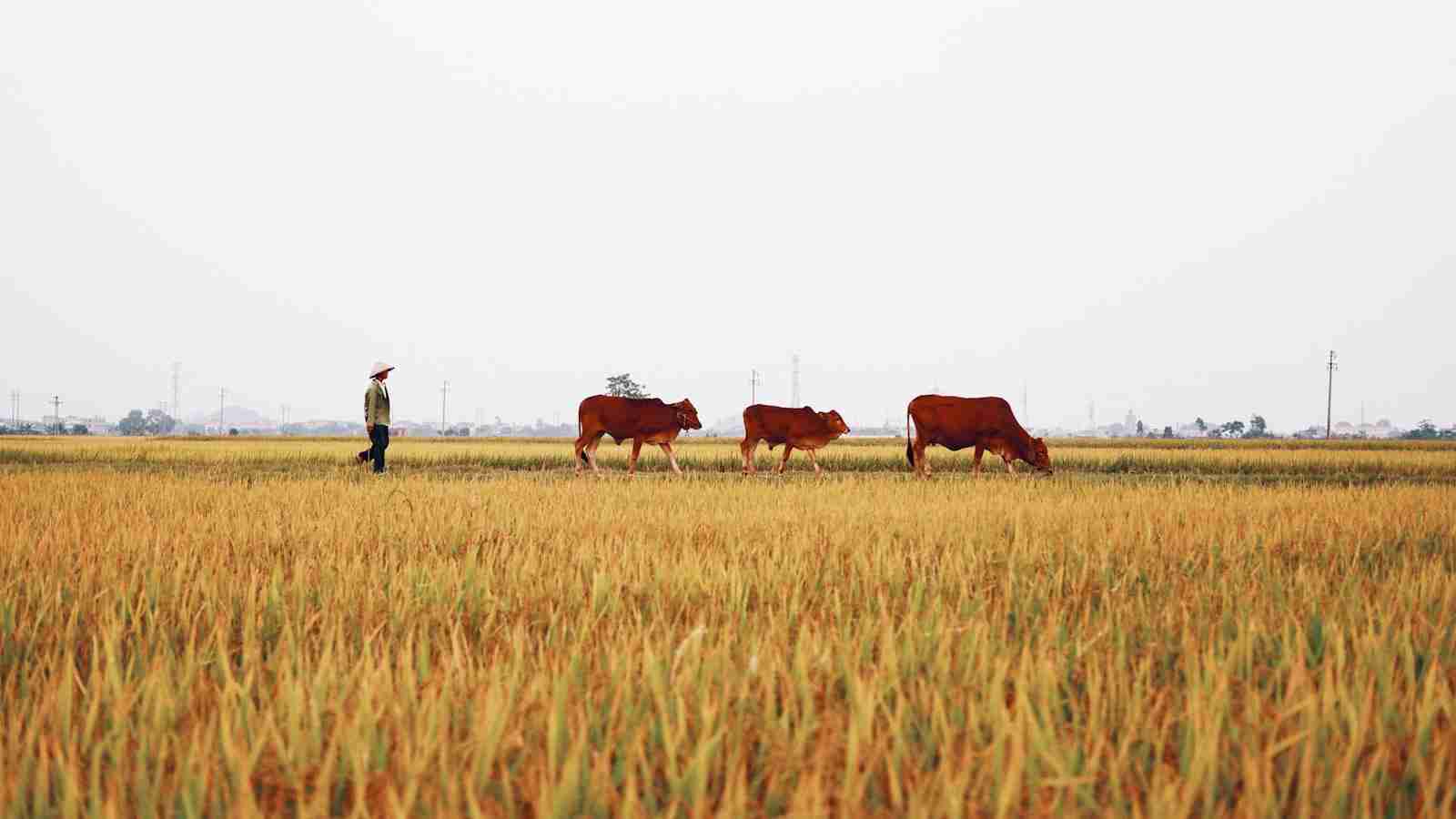 The Ultimate Rice Milling Solution: The Combined Machine 2 Heading 2: Maximizing Rice Quality and Output