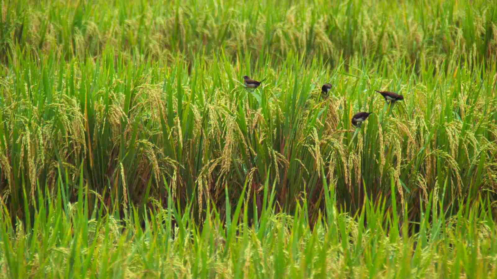 Shine Bright: The Art of Rice Polishing 1 Unveiling the Magic of Rice Polishing Machines