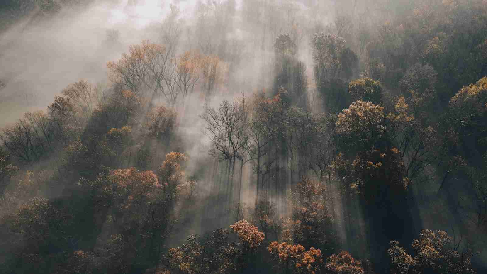 Shine Bright: The Magic of Rice Polishing 2 The Art and Science Behind Shiny Rice