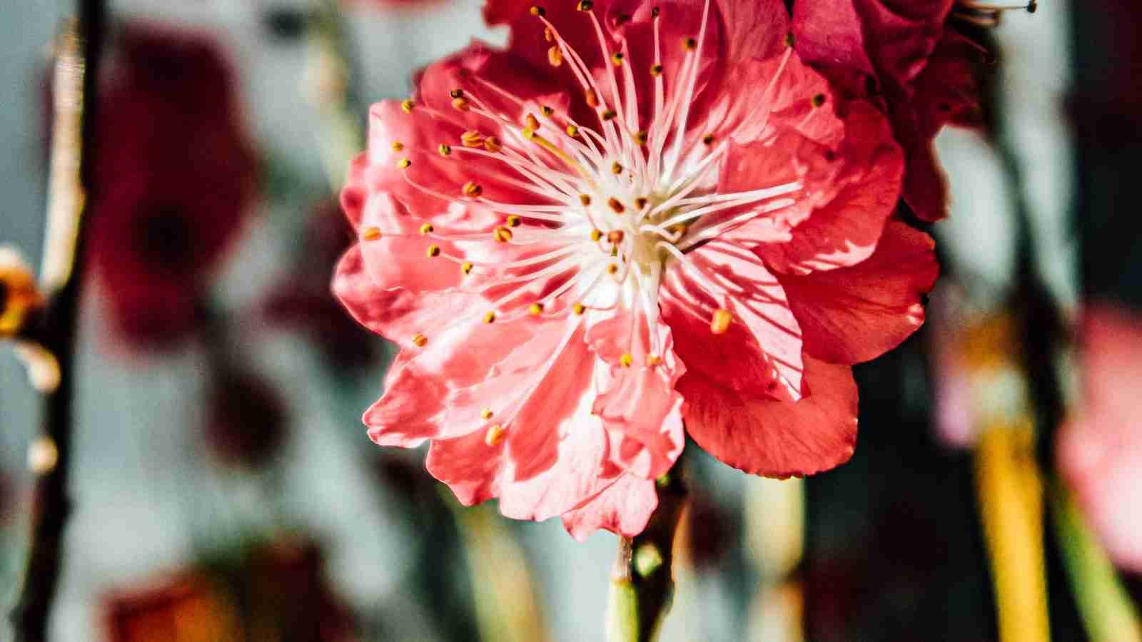 The Art of Traditional Chinese Rice Milling 3 - Preserving the Time-Honored Techniques of Chinese Rice Milling