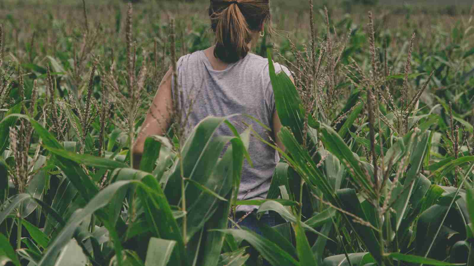 The Art of Maize Milling: From Kernel to Flour 2 Unlocking the Nutritional Potential of Maize Flour
