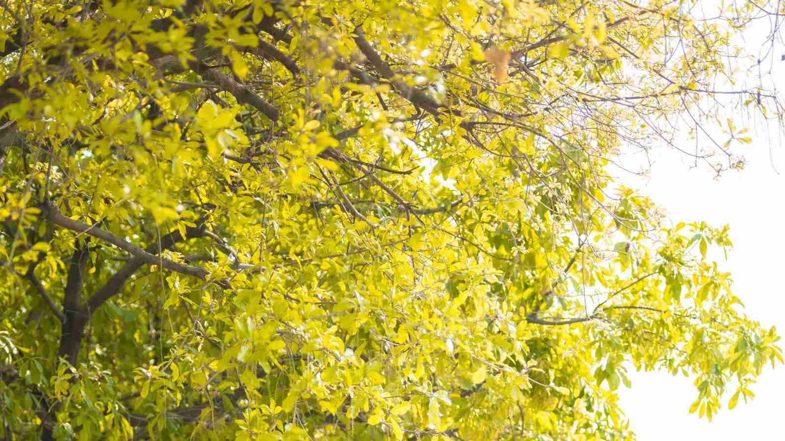 The Automated Evolution of Rice Milling 2 - Advantages of Implementing Automated Systems in Rice Milling