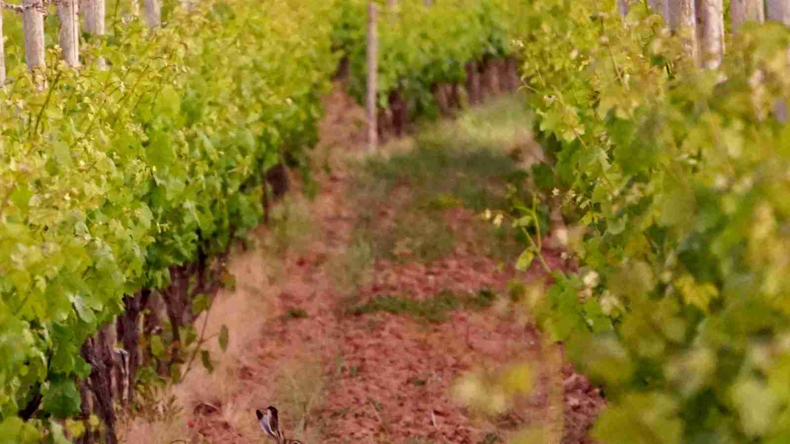 Revolutionizing Rice Processing: The Mini Milling Machine 3 Heading 3: Key Features and Functions of the Mini Milling Machine