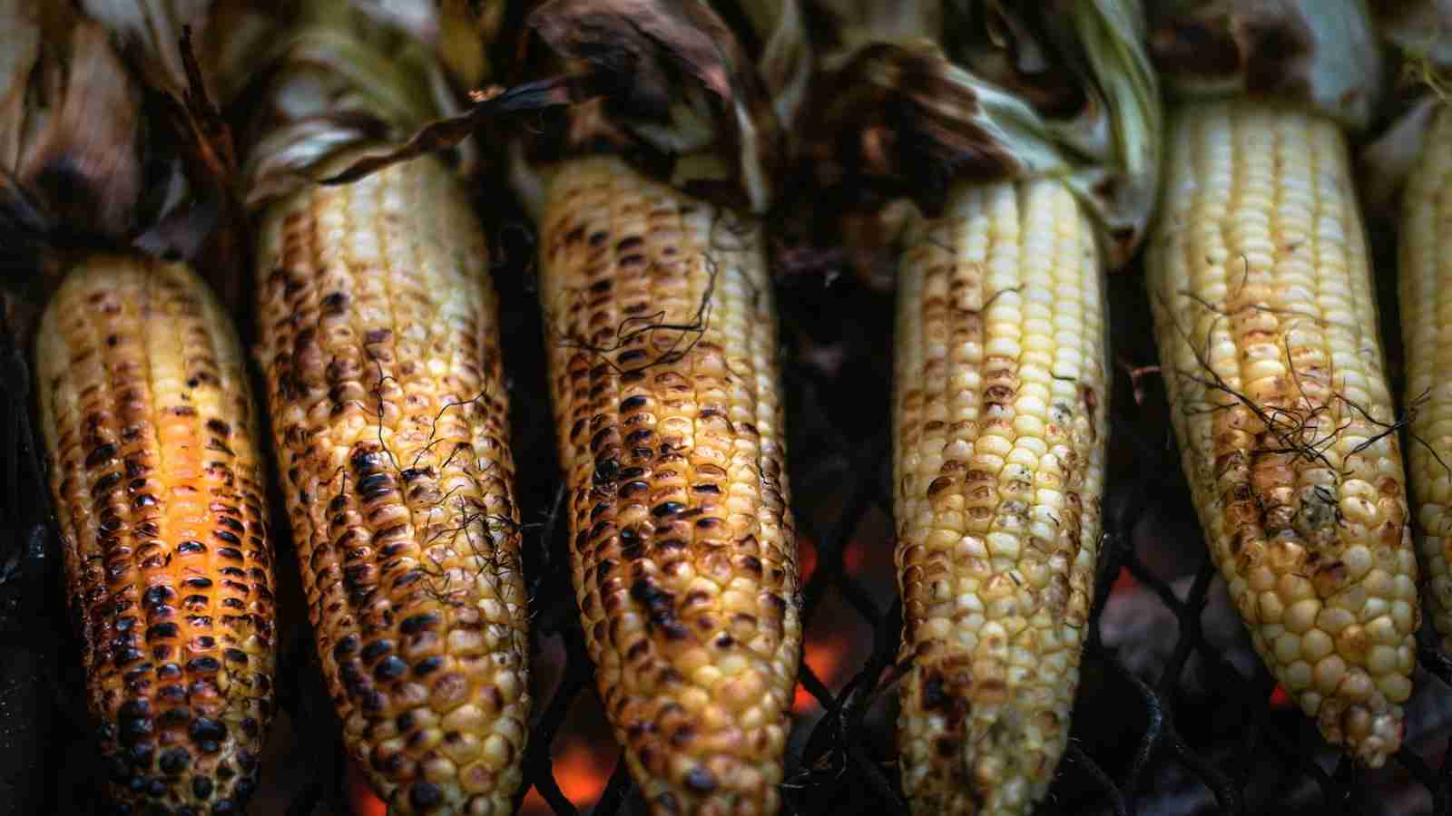 From Kernel to Table: The Journey of Corn Processing 4 Navigating the Culinary Uses of Corn Products