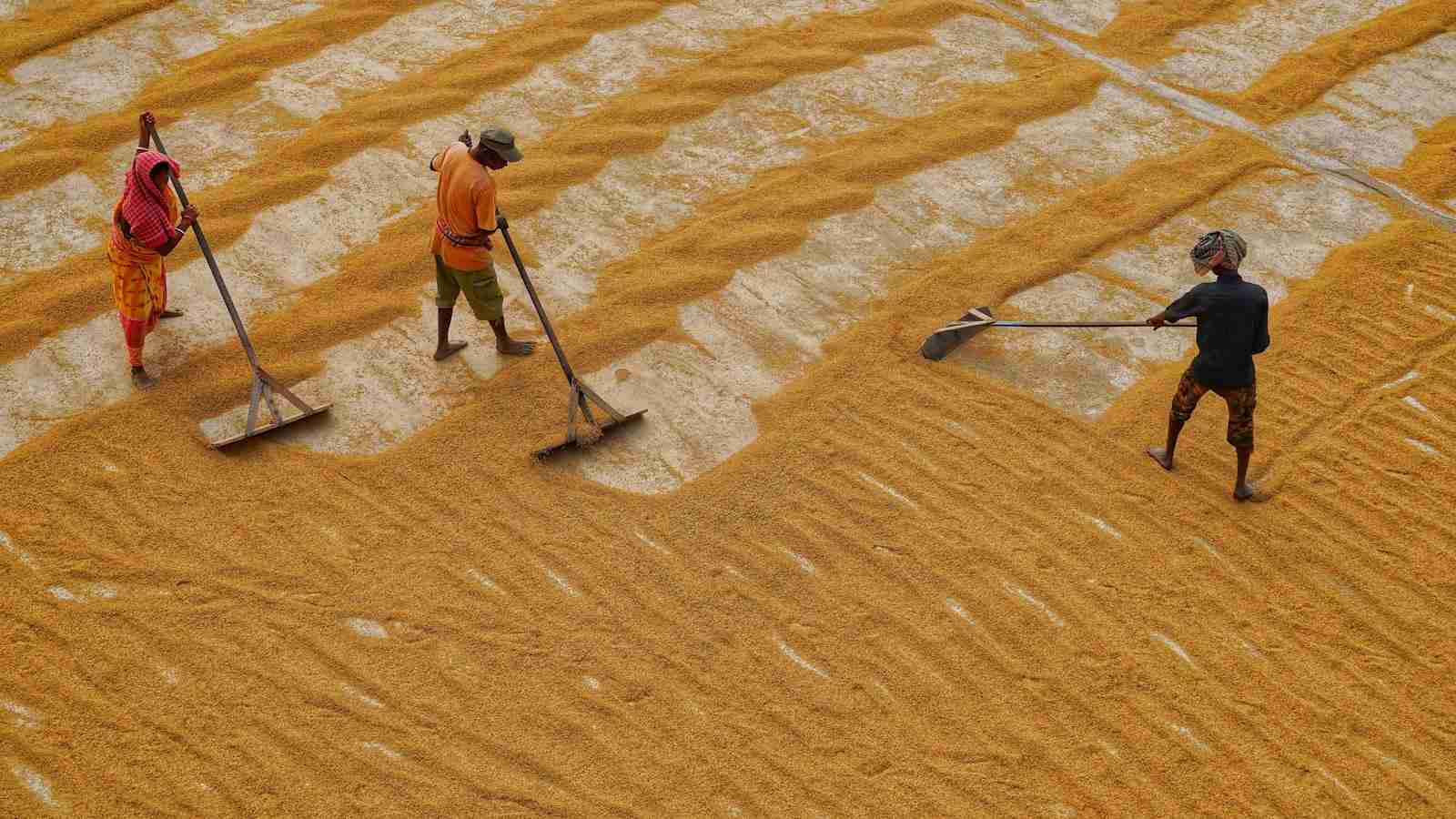 The Ultimate Rice Milling Duo: Harnessing the Power of Combined Rice Mill Machine 1 Choosing the Right Combination of Rice Mill Machines