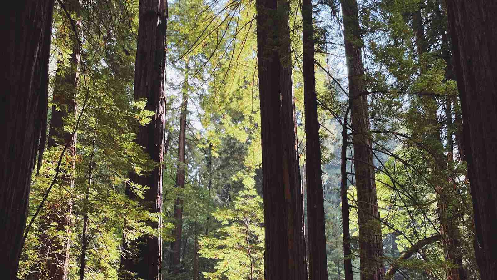 The Art and Science of Rice Milling 1 Understanding the Different Milling Processes