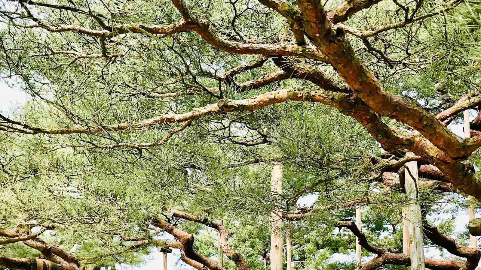 Redefining Rice Processing: The Mini Rice Mill Revolution 1 Rethinking Traditional Rice Processing Techniques