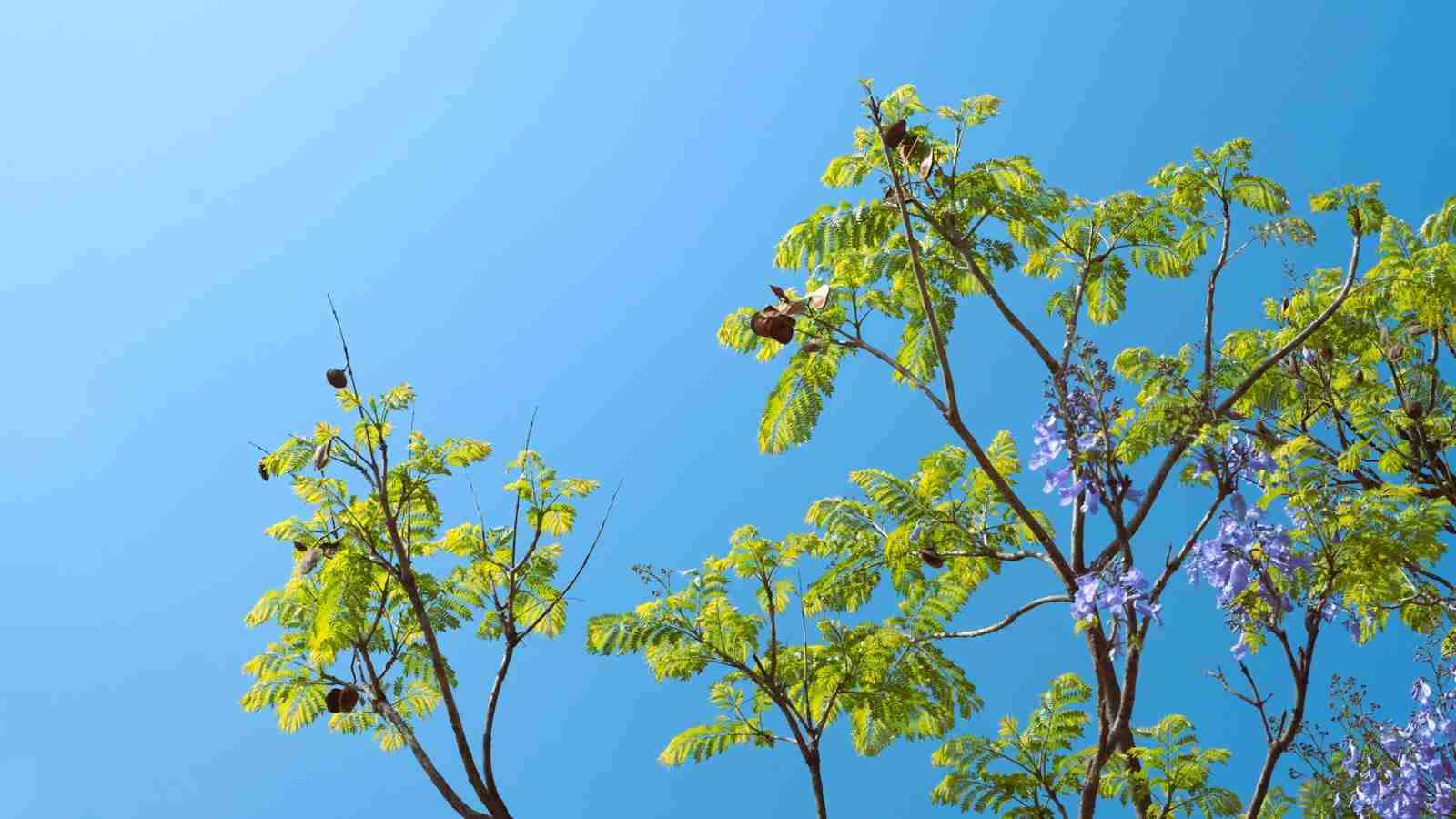 The Grain Game: Inside a Modern Rice Milling Unit 1 - The Efficiency of Automation in Rice Milling Processes