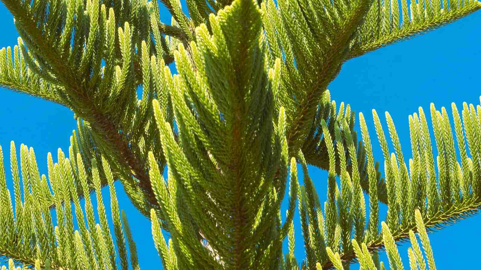 The Ultimate Rice Milling Solution: Exploring Combined Rice Mills 2 Efficiency and Cost-Effectiveness: Benefits of Using Combined Rice Mills