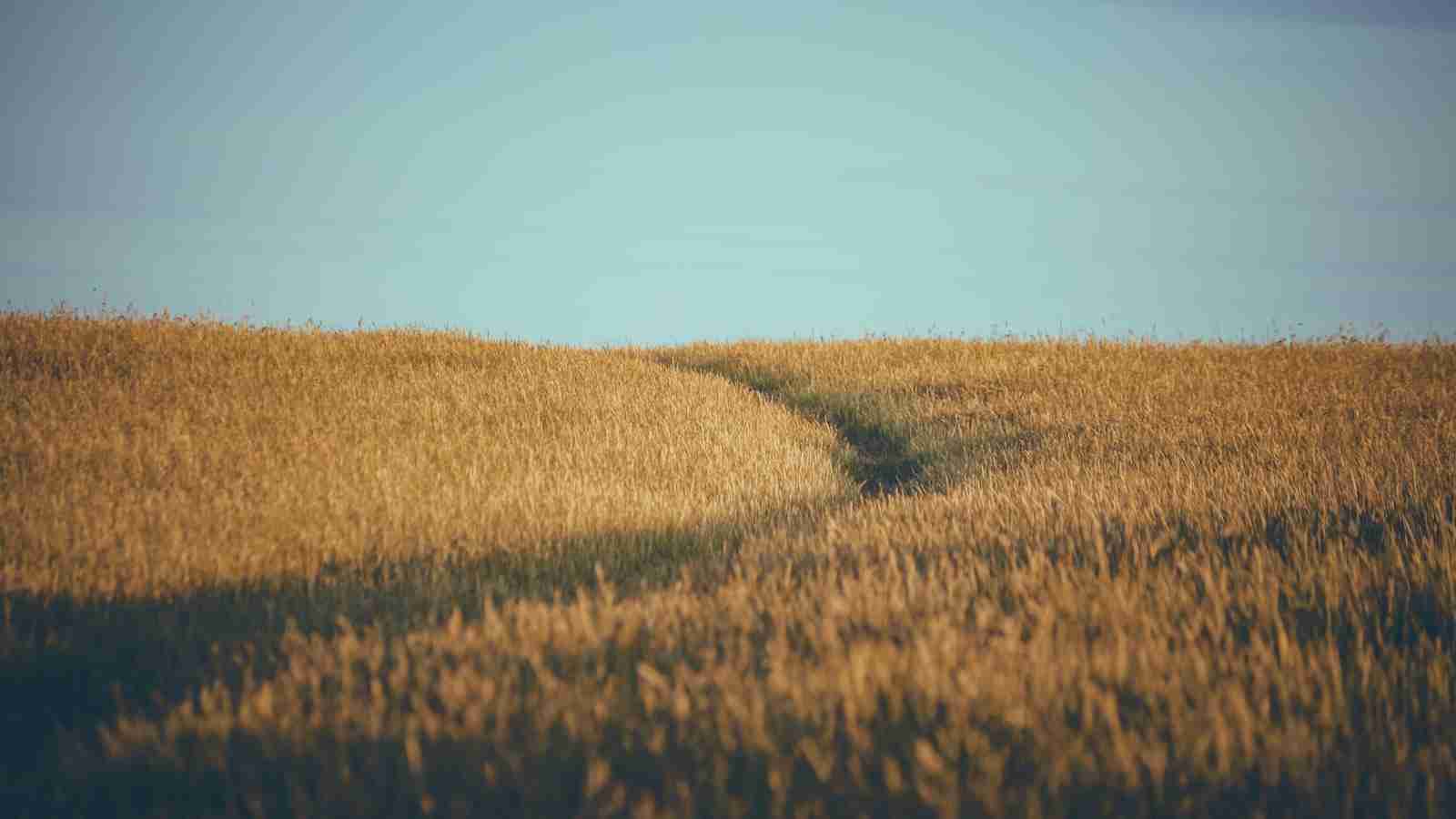 The Magic of Rice Milling Machines: A Game Changer in Agriculture 3 Heading 3: Sustainable Farming Solutions with Rice Milling Machines