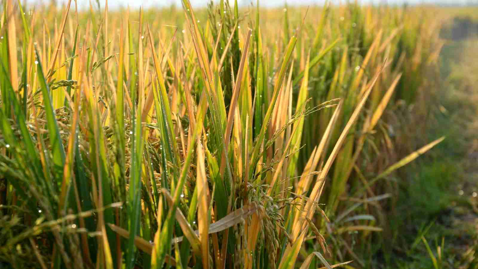 Grain to Goodness: The Art of Cereal Milling 1 The Importance of Cereal Milling in Food Processing