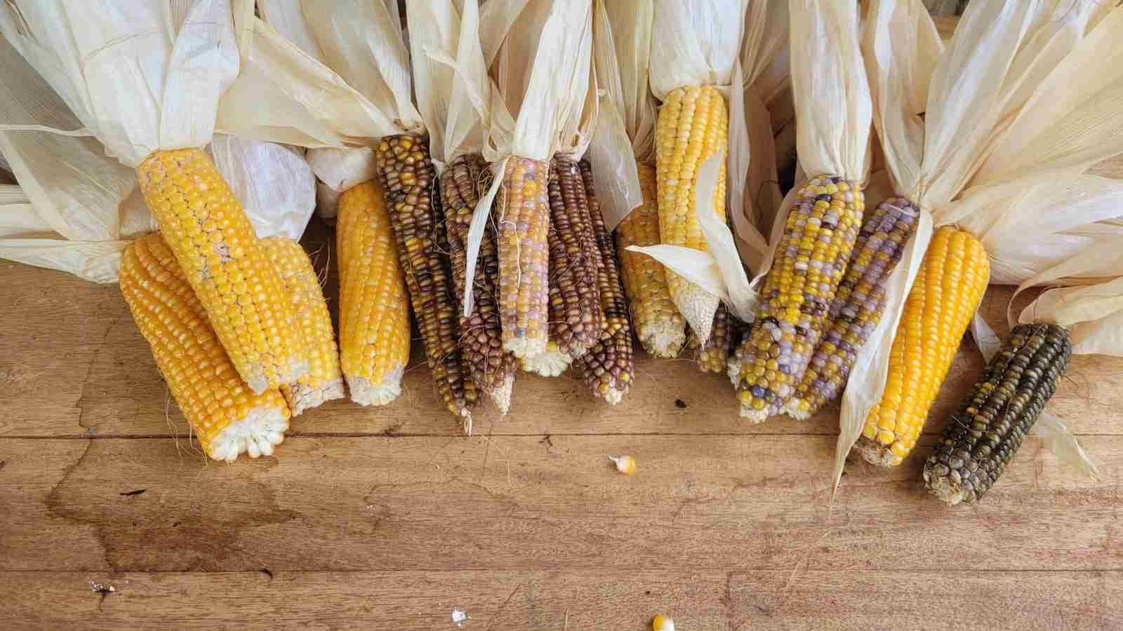 The Art of Corn Processing: A Sweet and Savory Journey 4 Innovative Uses of Corn Products in Modern Culinary Creations