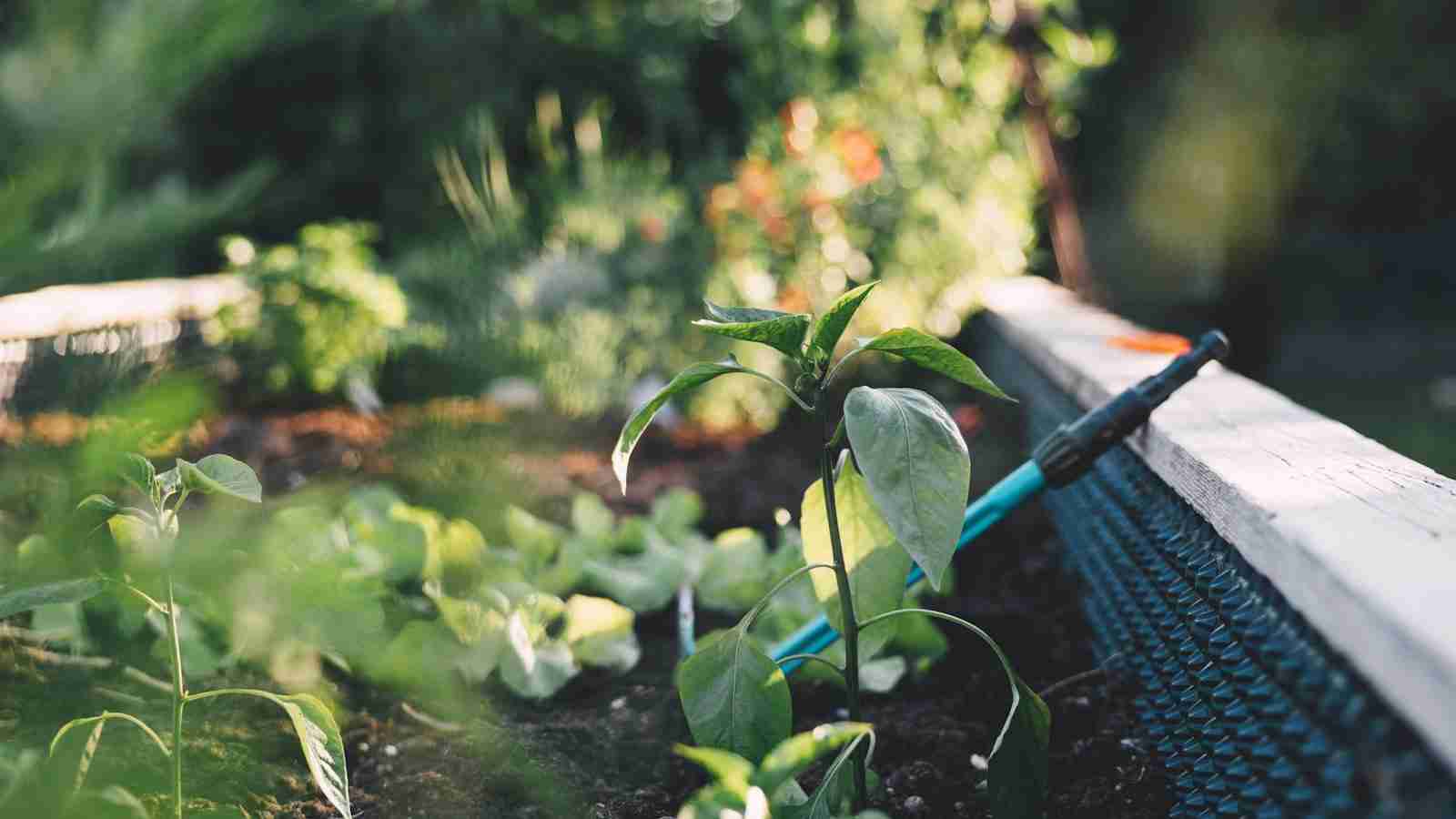 Unveiling the Inner Workings of a Rice Mill 3 Understanding the Role of Sorting and Grading in Rice Milling