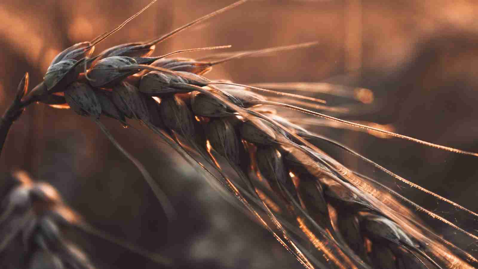 The Art of Corn Milling: From Kernel to Culinary Magic 4 Transforming Corn Flour into Culinary Delights