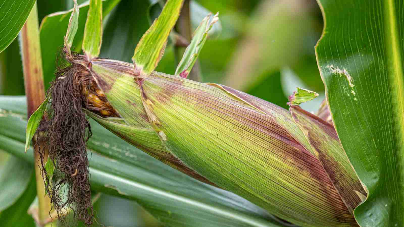 Grain to Goodness: The Art of Cereal Milling 3 Tips for Achieving Optimal Results in Cereal Milling