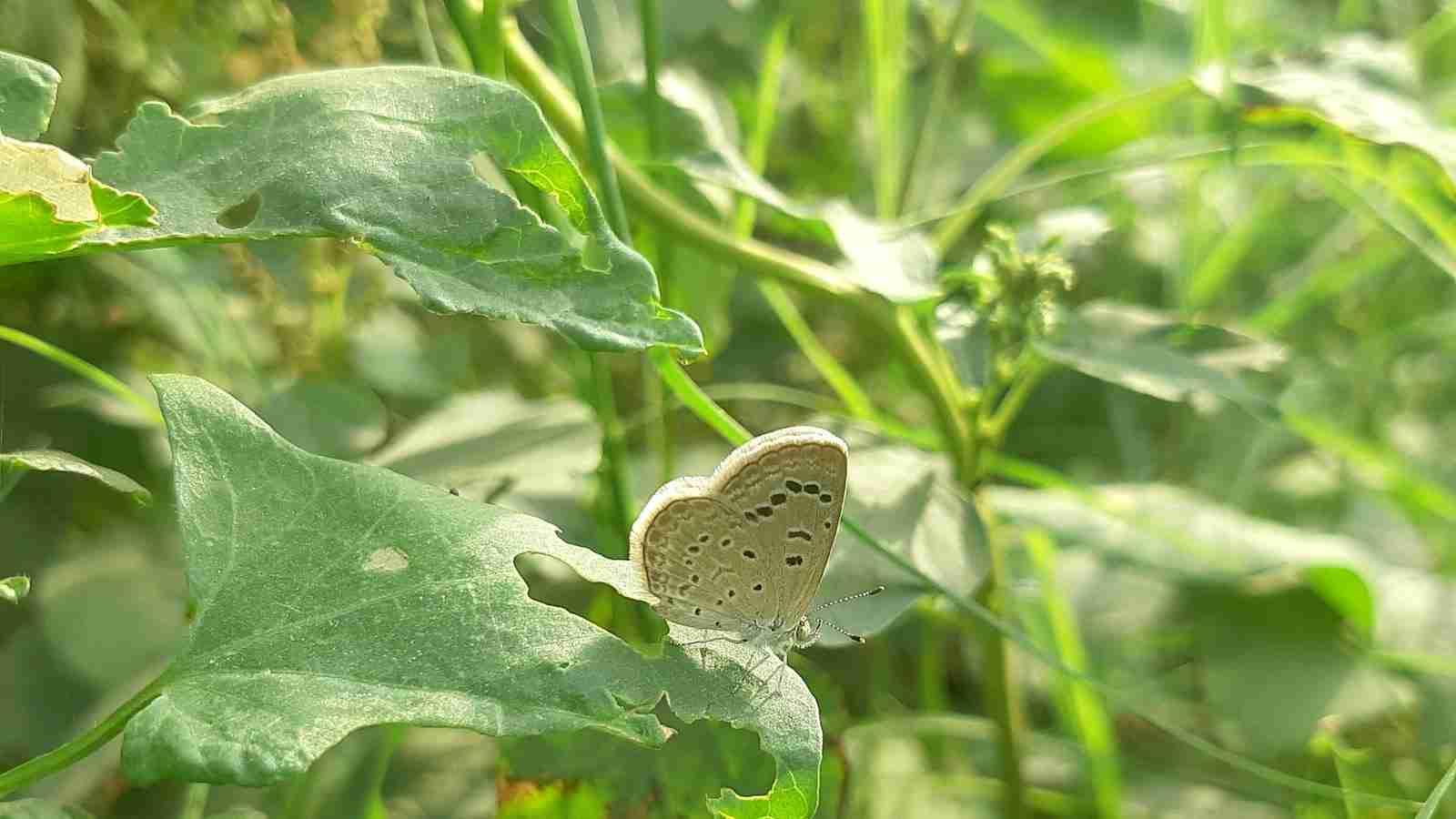 Grinding Grain: The Art and Science of Cereal Milling 2 The Importance of Consistent Grain Size