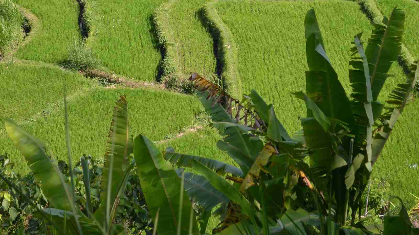 The Ultimate 4 Ton Rice Mill Plant: Revolutionizing Production Methods 1 Introduction: Revolutionizing Rice Milling with the Ultimate 4 Ton Plant