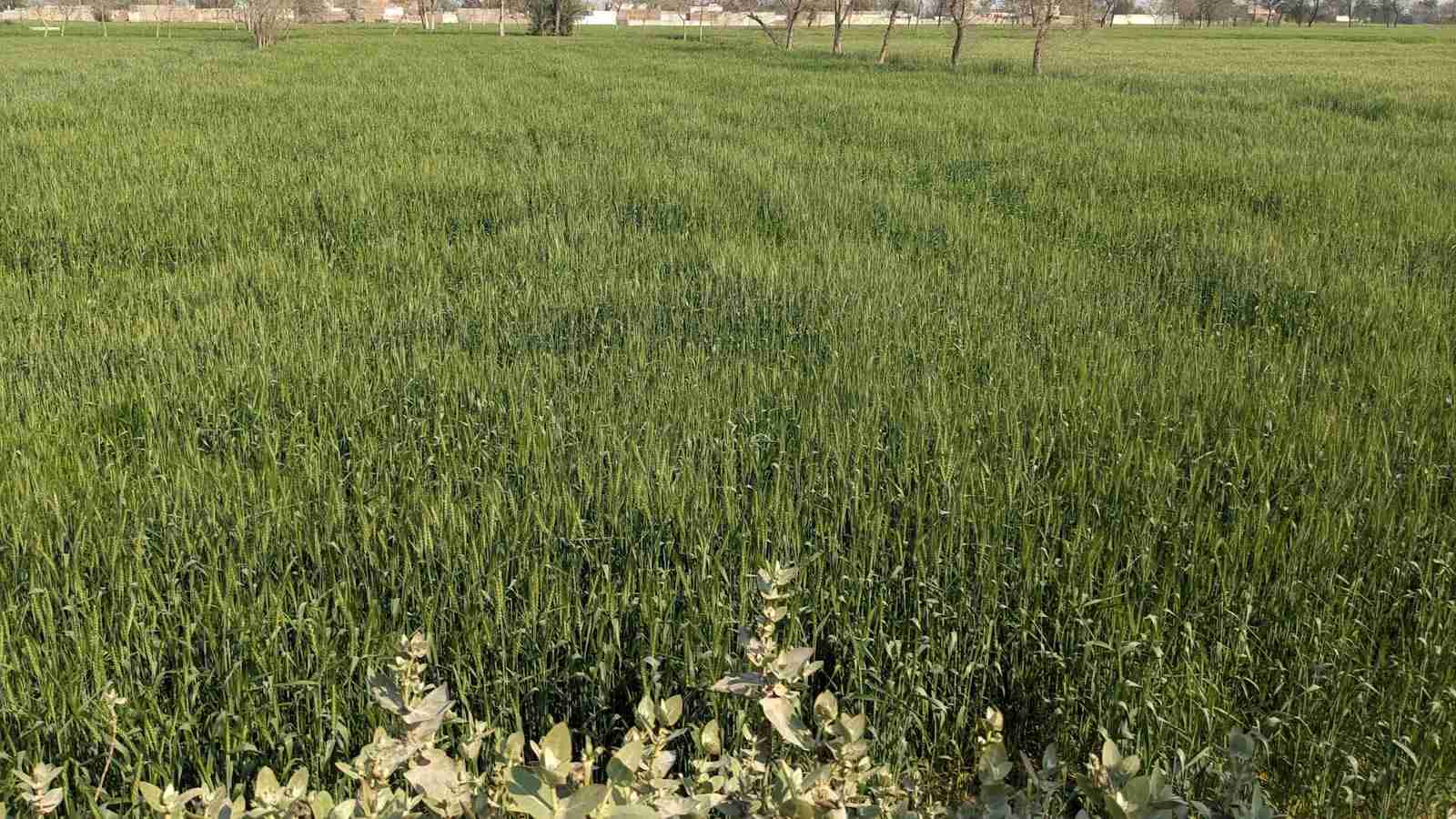 Unlocking the Potential of Maize Milling 1 Exploring the Economic Benefits of Maize Milling