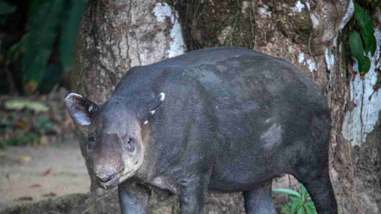 Shine Bright: The Art of Rice Polishing 2 Discovering the Importance of Rice Milling Process