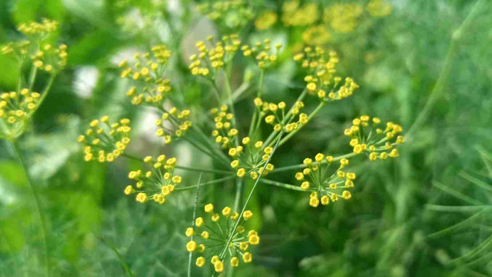 The Future of Rice Production: Streamlining with Automatic Mills 2 Advantages of Streamlining Rice Production with Automatic Mills