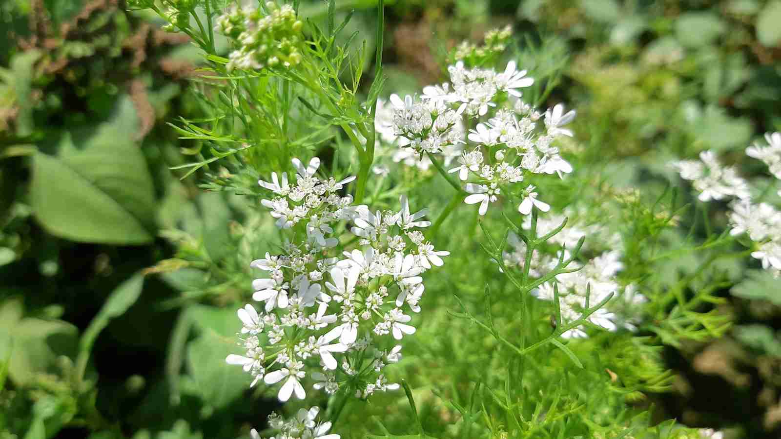 Revolutionizing Agriculture: The Automated Rice Mill Plant 1 Advantages of Automating Rice Mill Plants