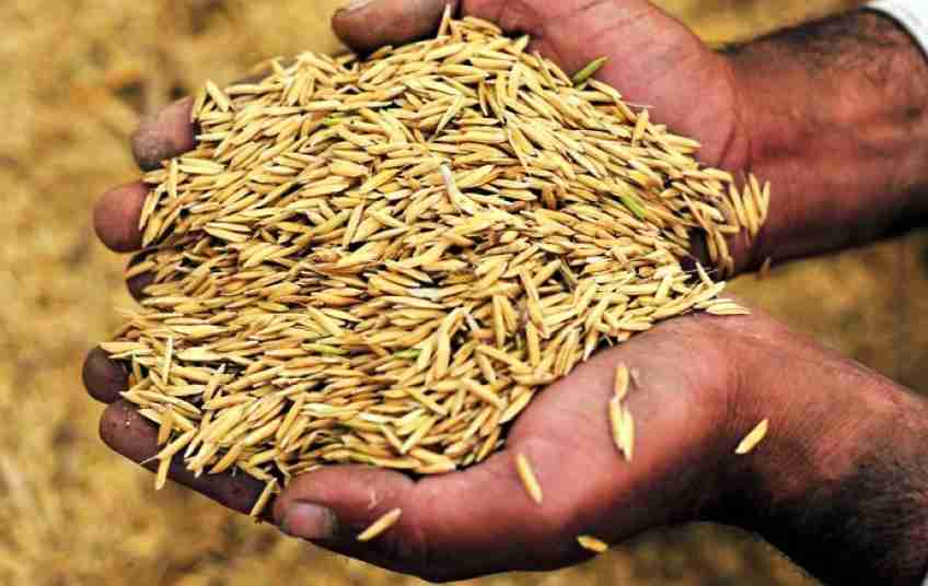 The Magic of Paddy Processing: Turning Rice Husks Into Gold 2 Harnessing the Power of Rice Husks in Sustainable Practice