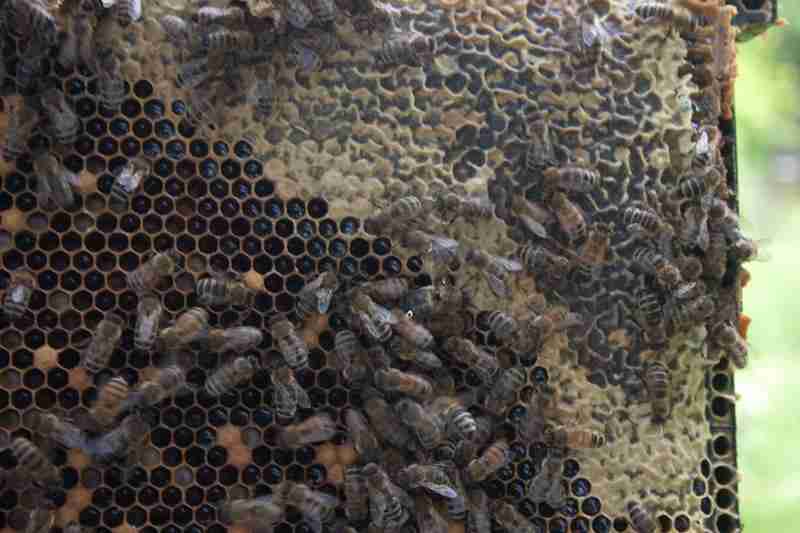 Revolutionizing Rice Production: The Automatic Milling Plant 3 Cost Savings and Sustainability: The Environmental Benefits of Automatic Milling Plants