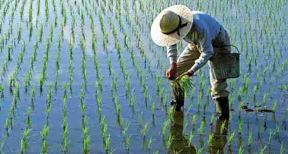 The Art of Rice: Inside a Paddy Processing Factory 1 1. Unveiling the Intricate Process of Rice Production
