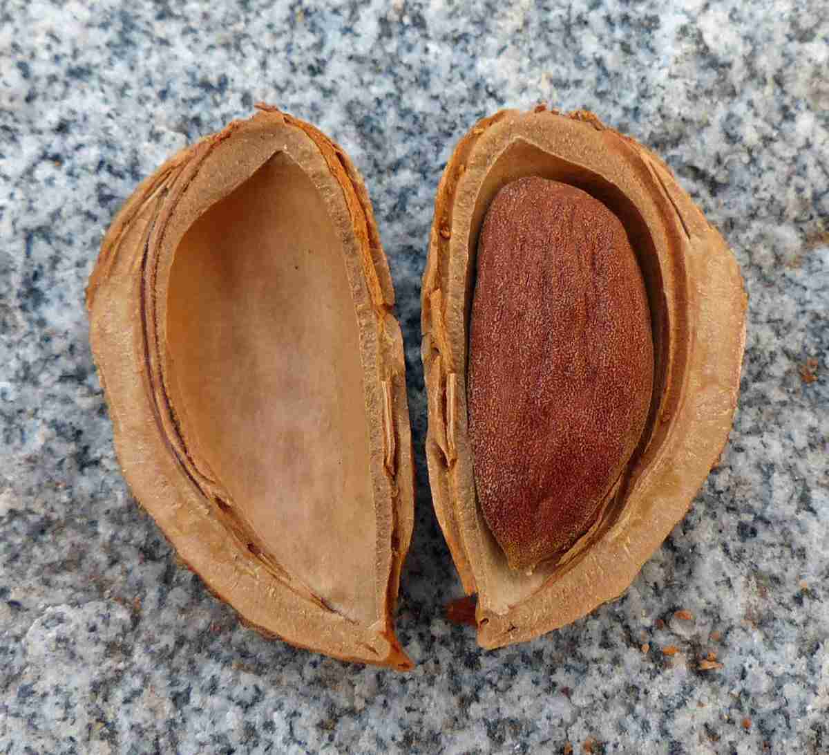 The Art of Corn Processing: From Kernel to Meal 1 Breaking Down the Kernel: Understanding the Anatomy of Corn