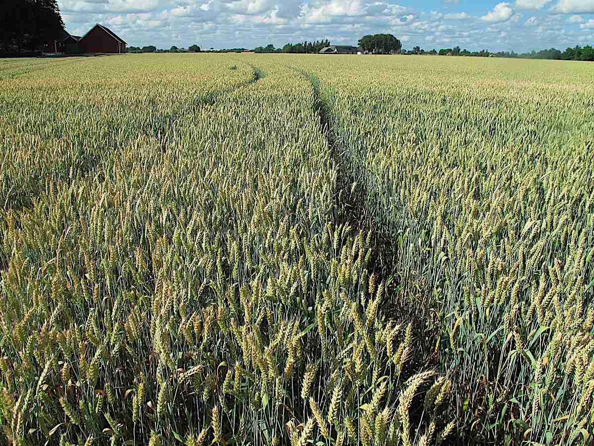 Grain Goals: The 2 Ton Rice Mill Plant Project