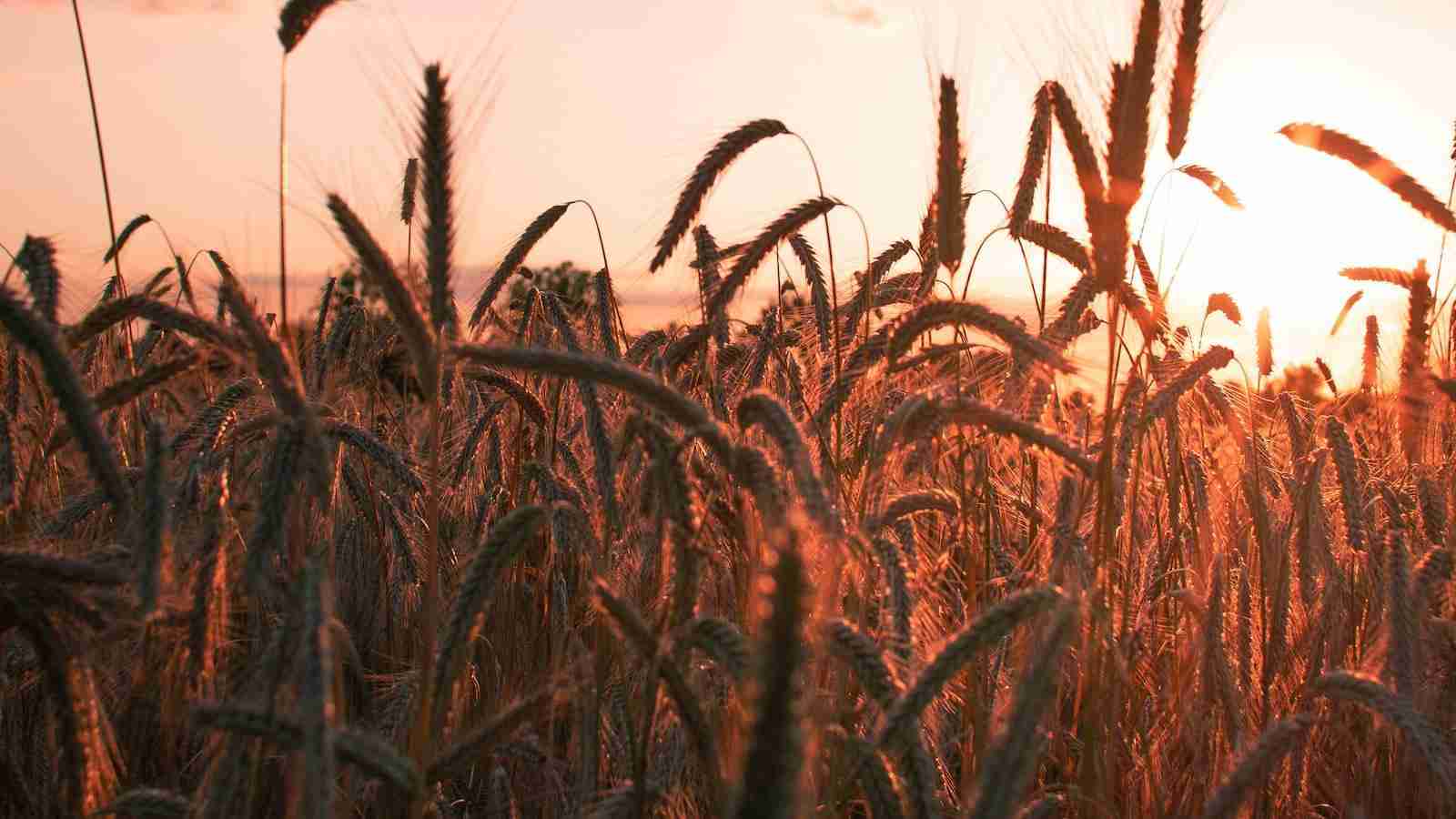 The Grain Revolution: Rice Milling Machine Innovations