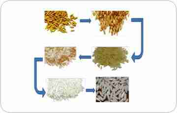 The Magic of Rice Polishing: Enhancing the Quality of Grains