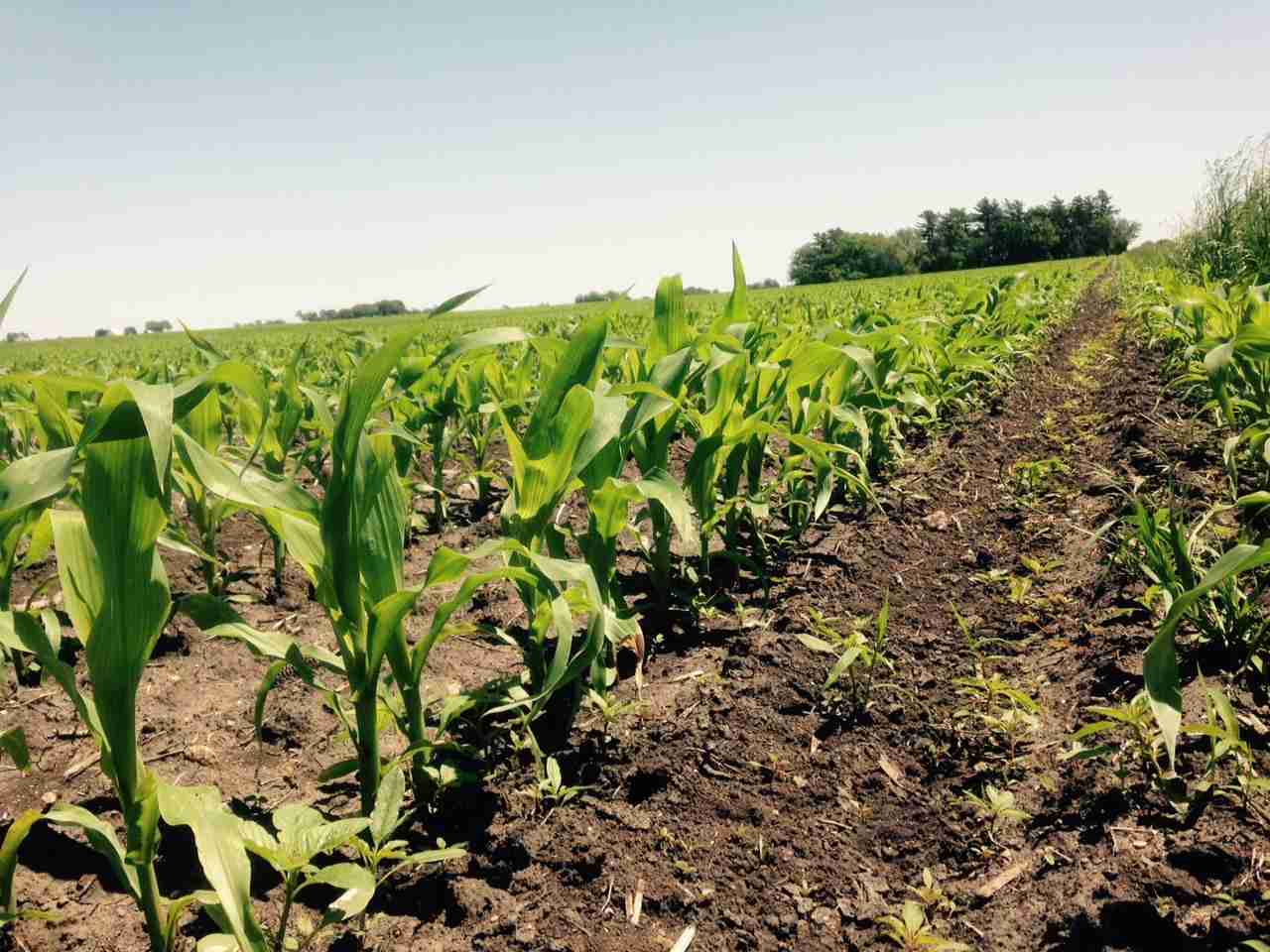 From Kernel to Plate: The Fascinating World of Corn Processing 1 Unveiling the Journey of Corn from Seed to Harvest