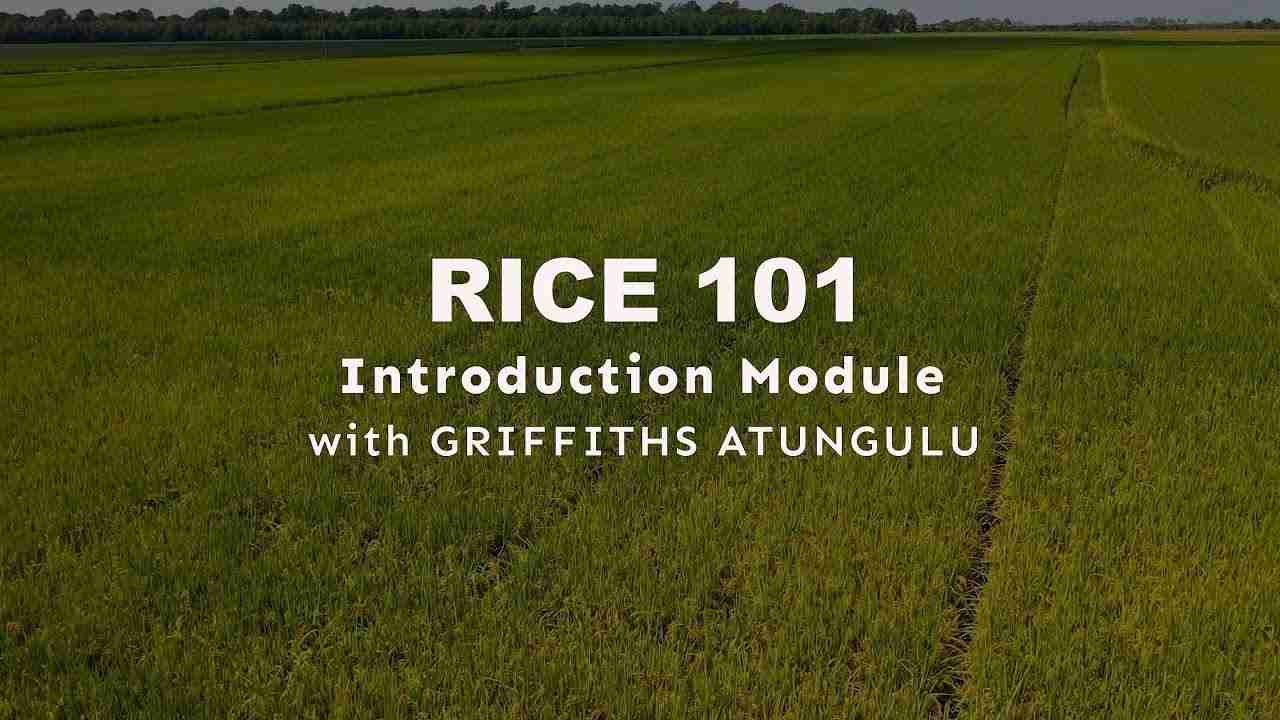 The Art of Paddy Processing: Transforming Rice Grains with Precision