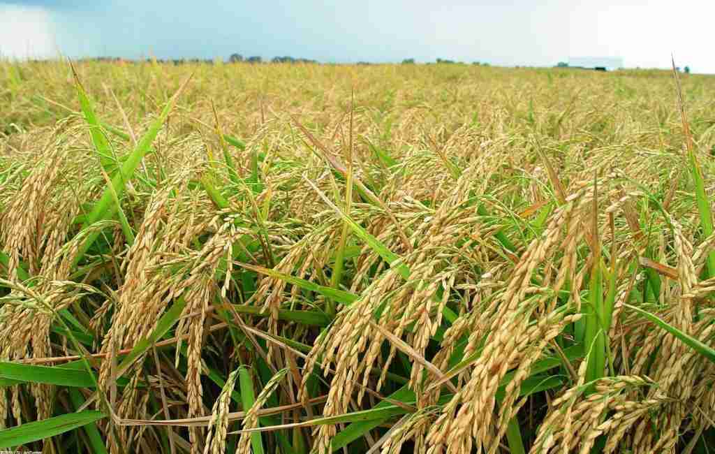 Rice Revolution: Exploring the Potential of Mini Rice Mill Plants