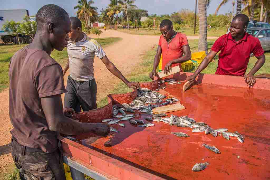 The Golden Grind: Exploring the World of Maize Milling 4 Innovative Applications of Maize Milling By-Products