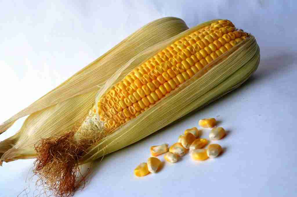 The Art of Corn Processing: From Field to Table 3 Heading 3: Tips for Preserving Freshness and Flavor in Corn-Based Dishes