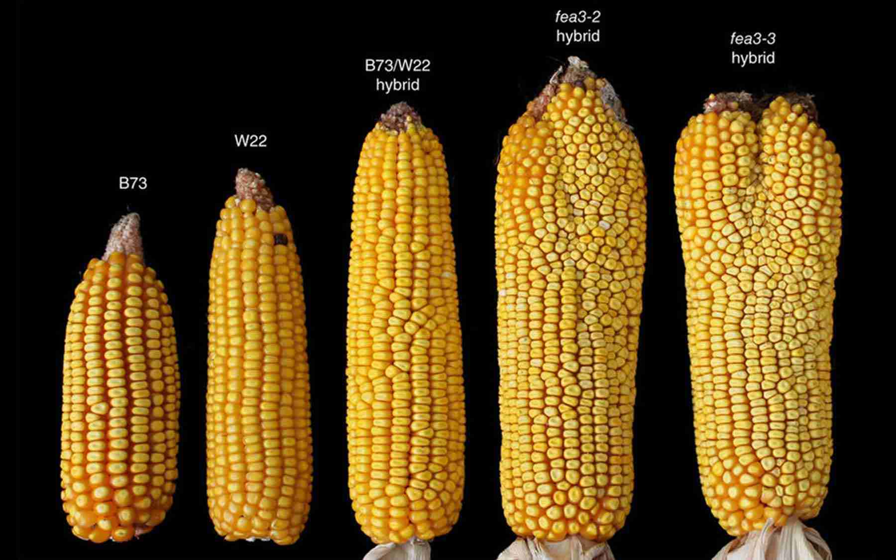 Unlocking the Potential of Maize: A Guide to Milling 1 Understanding the Composition of Maize