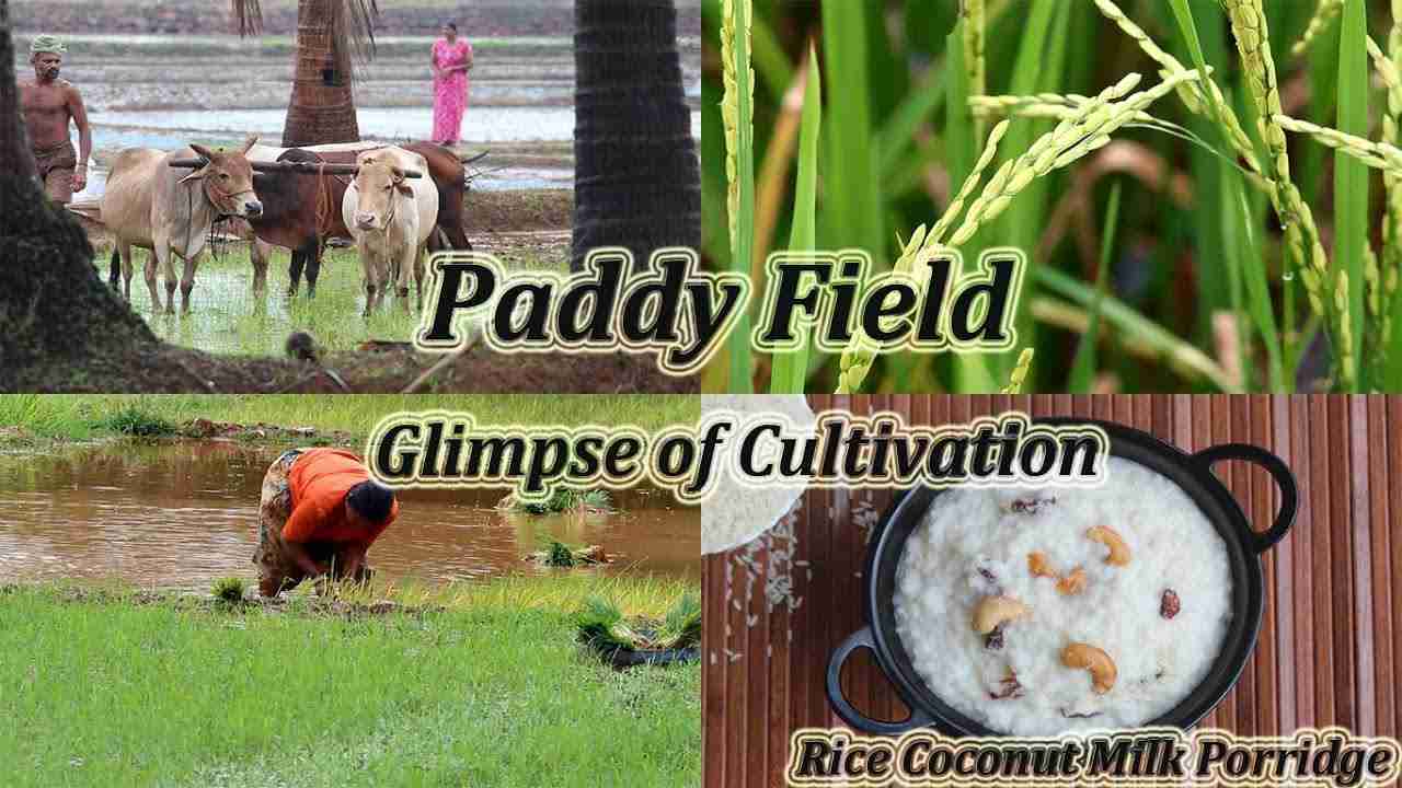 From Field to Fork: The Art of Rice Processing 1 The Journey of Rice: Cultivation and Harvesting Techniques