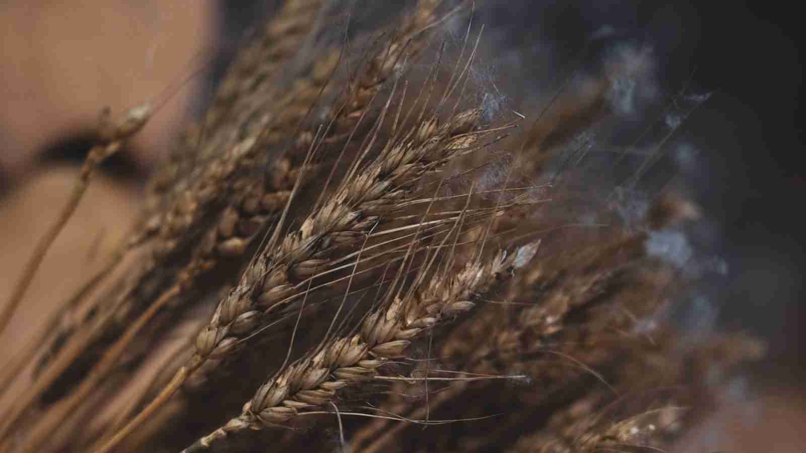 Grinding Grains: The Art of Cereal Milling 4 Exploring the Variety of Grains for Milling